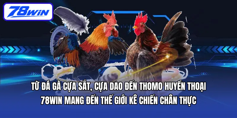Từ đá gà cựa sắt, cựa dao đến Thomo huyền thoại, 78WIN mang đến thế giới kê chiến chân thực